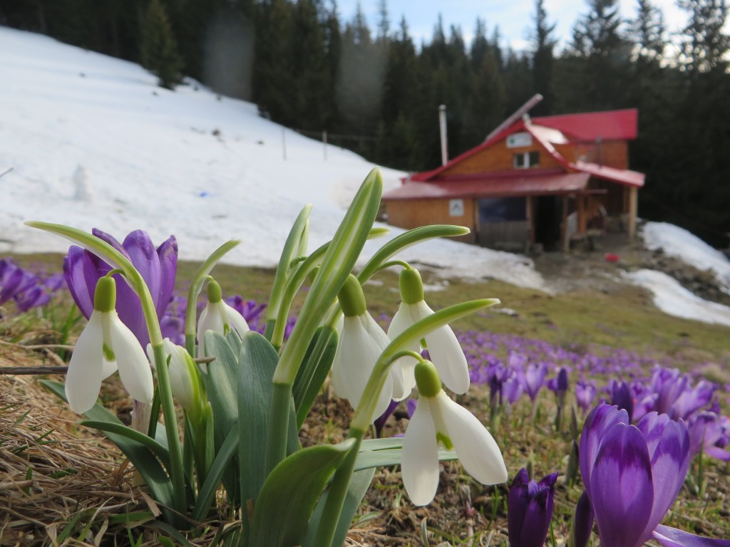 [Romania] Back to the Suru Hut in search of the crocus&nbsp;flowers
