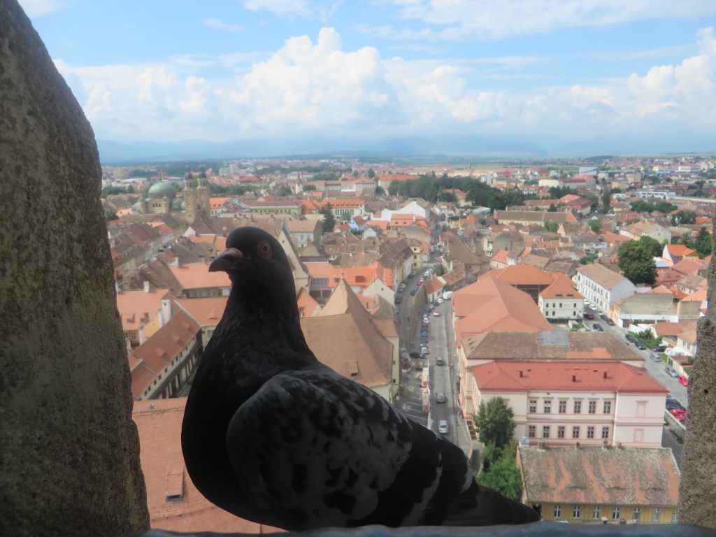 [Romania] The Friday Gastro Tower&nbsp;[Sibiu]