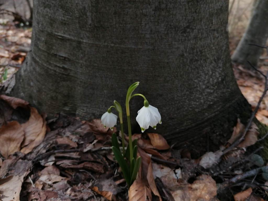 [Romania] The Snowdrops&nbsp;Forest