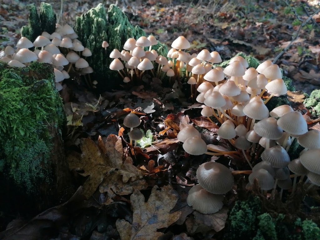Closer to nature: Foraging for mushrooms and wild herbs